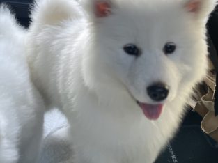 Samoyed dog for sale