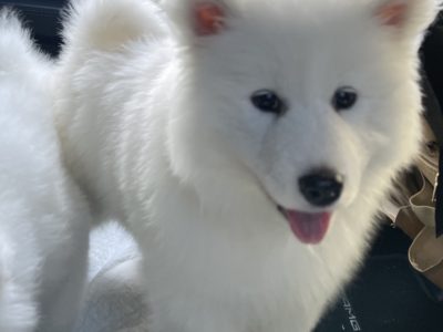 Samoyed dog for sale
