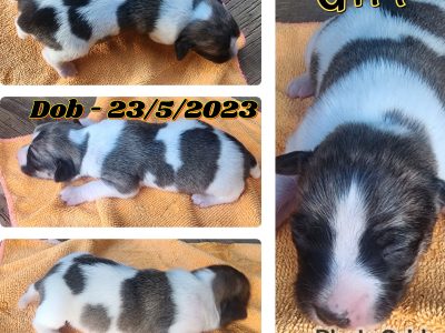 Purebred Jack Russell Pups