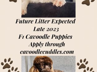 F1b Cavoodle Puppies