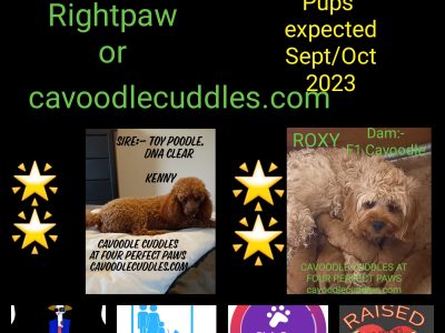 F1b Cavoodle Puppies