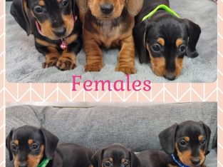 Dachshund Puppies