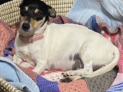 Smooth Fox Terrier Pups