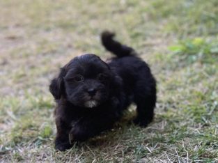 Maltese Shih Tzu Puppy (Female)