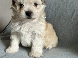 READY TO GO NOW Maltese Shih tzu puppy