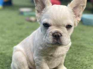 Fluffy French Bulldog Puppy – Jumanji