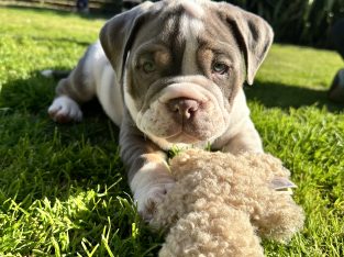 British bulldog puppies ready to go
