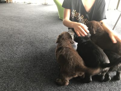 Lab cross retrievers