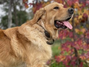 Golden Retriever – Heathcote