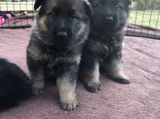 Purebred German Shepherd Puppies Working Lines