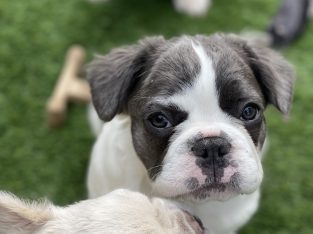Fluffy French Bulldog Puppy – Oreo