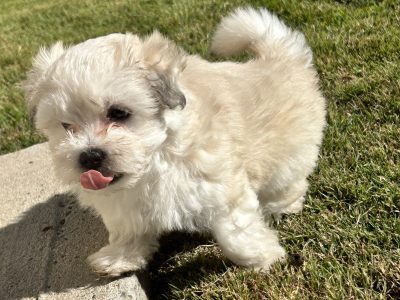 READY TO GO NOW Maltese Shih tzu puppy