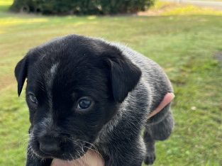 Pure bred cattle dogs