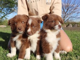 Border Collie puppies