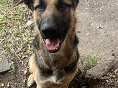German Shepherd for rehoming