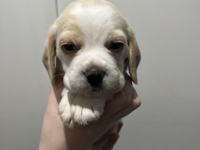 Beaglier puppies looking for their forever homes