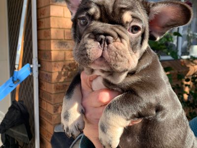 Exclusive puppies for sale