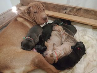 Purebred Chinese Shar Pei’s