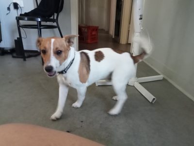 Foxy cross Jack Russell Terrier