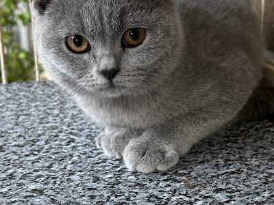 British Shorthair