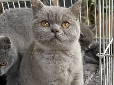 British Shorthair