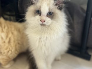 Ragdoll kittens Ready now