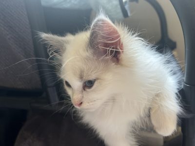 Ragdoll kittens Ready now