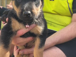 Purebred Rottweiler Puppies