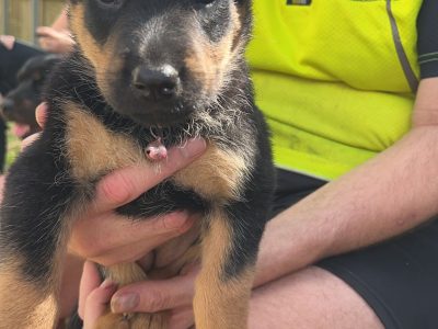 Purebred Rottweiler Puppies