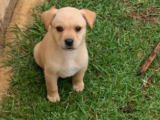 Mastiff x Rottweiler