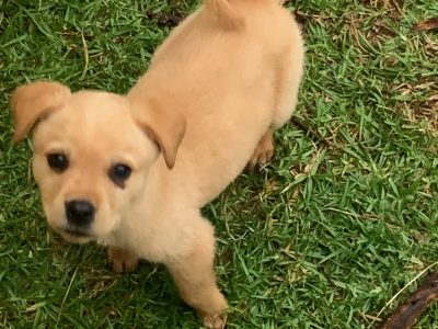 Mastiff x Rottweiler