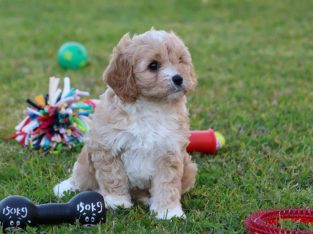 Cavoodle – Macksville