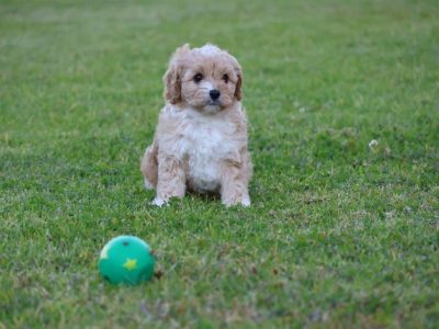 Cavoodle – Macksville