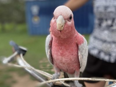 Pink and Grey Galah
