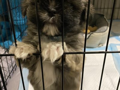 Maltese/Shitzu (Malshie)