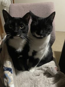 Elsa & Archie. 2 adorable male cats need new home