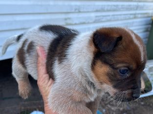 Australian cattle dog pups