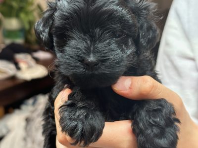 Toy cavoodle puppies