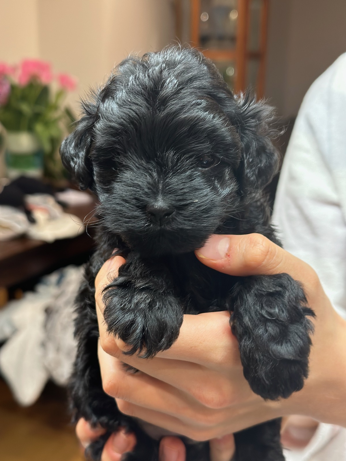 Toy cavoodle puppies
