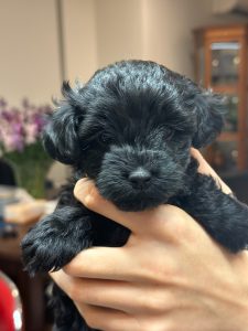 Toy cavoodle puppies
