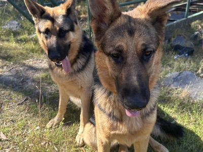 German shepherd puppies