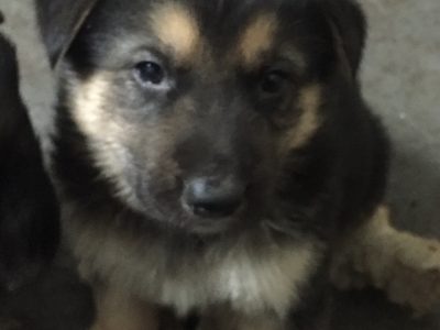 Companion German shepherd puppies
