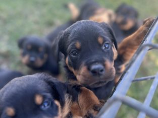 ROTTWEILER PUPPIES FOR SALE