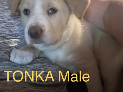 Border Collie x Kelpie