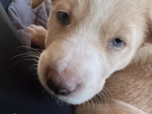 Border Collie x Kelpie