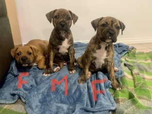 American Bulldog x Staffy Pups