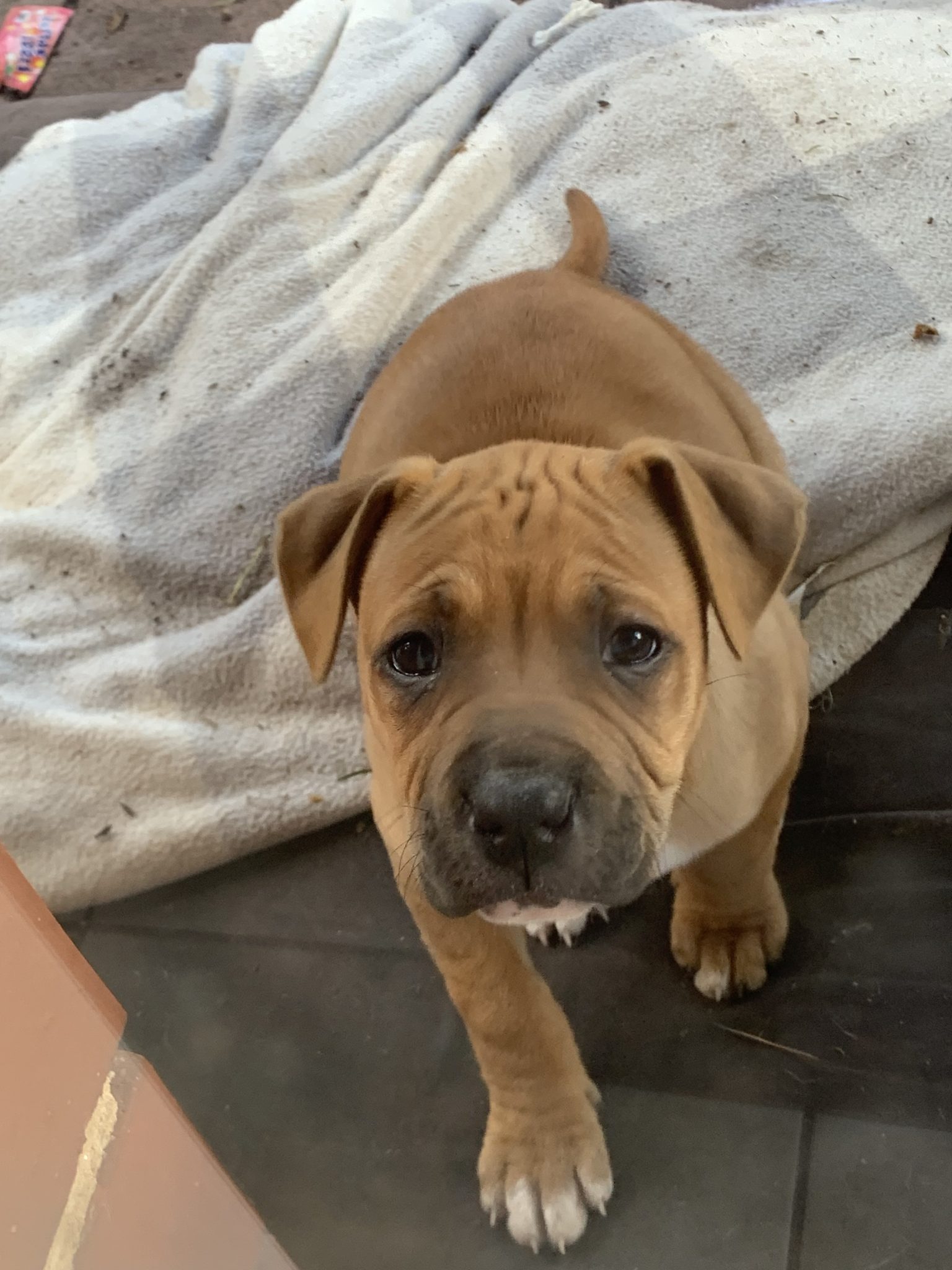 American Bulldog X Staffy Woodville PetsForHomes American Bulldog X Staffy Woodville PetsForHomes