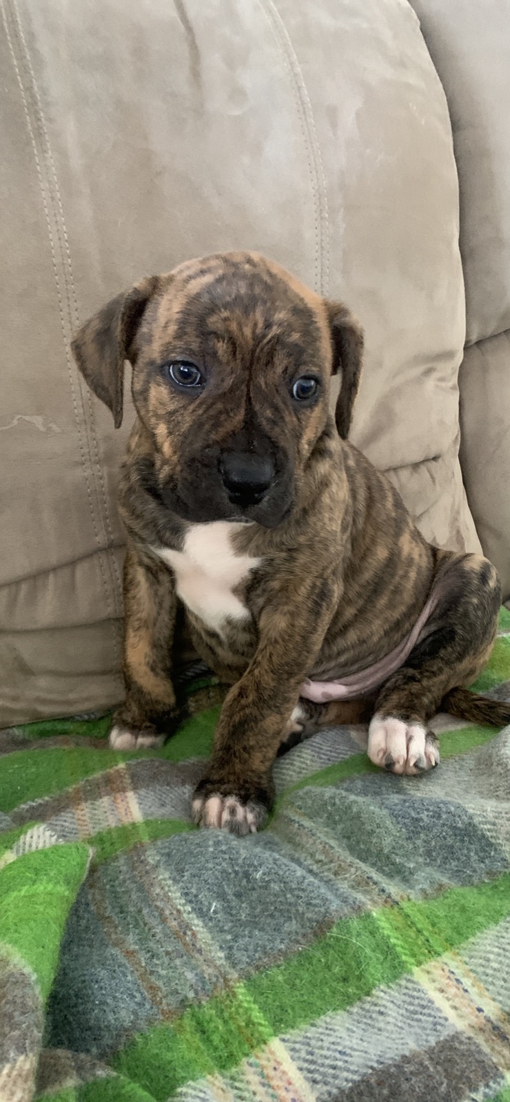 American Staffy X Pitbull Puppy Staffy Cross Free American 