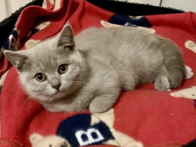 Pedigree British shorthair kittens