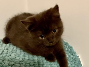 Pedigree British shorthair kittens